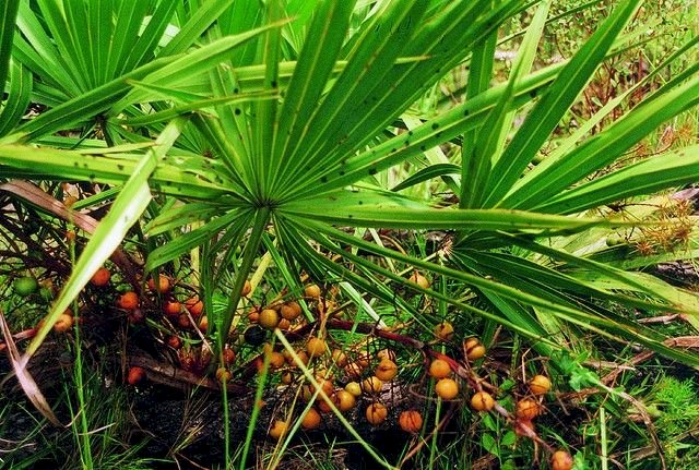 How effective is Saw Palmetto for Hair Loss